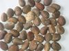 raw tagua nut (corozo ...