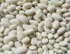 Organic White Beans