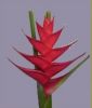 Caribea Red Flower