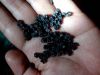 Seabuck thorn seeds