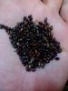Black Currant