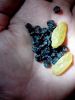 Seabuck thorn seeds