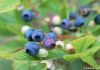 Blueberry P.E.