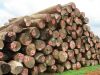 Round Teak Logs