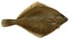 Yellowfin Sole WR / HG
