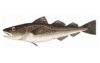 Pacific Cod HG