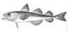 Polar cod