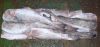Alaska Pollock HG
