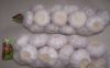 Fresh garlic normal wh...