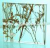 laminated glass
