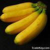 CAVENDISH BANANA