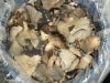 Pleurotus ostreatus qu...