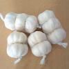 Chinese pure white garlic