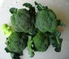 2013 New season china nutrition frozen broccoli 