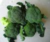 2013 new season organic nutrition frozen broccoli 