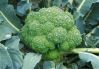 Yuanshou frozen broccoli 