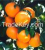 mandarin(kinnow)