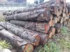 European logs
