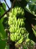 Cavendish Banana