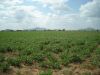 10000 acre land for le...