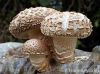 Chinese Shiitake Mushroom