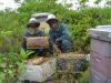 Niue Honey Company