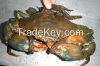 Live Mud Crab Vietnam Supplier
