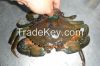 Live Mud Crab Vietnam Supplier