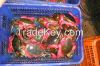 Live Mud Crab Vietnam Supplier