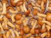 salted nameko