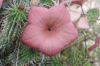 Dried Hoodia Weight Lo...