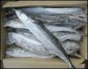 FROSEN SPANISH MACKEREL