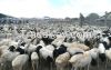 Somali Livestock