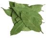 Bay Leaf