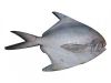 Fresh Chilled Fish, Ti...