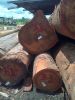 Suriname Hardwoods