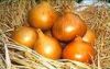 Onion