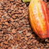 Raw Cacao Cocoa Beans ...