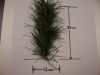 Pine Needle