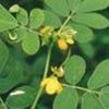 Medicinal Raw Herbs For Uses In Ayurveda, Siddha, Unani and Folk, Homeopathy and Modern