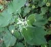 Abutilon indicum L Fam...