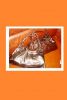 Leather Ladies Handbags