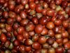  Export Coffee Beans |...