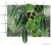 HDPE Plant Support Net...