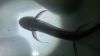 Rare East Africa Lung fish Protopterus amphibius