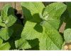 Herb seeds - Spearmint...