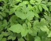 Herb seeds - Angelica,...