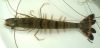 Black Tiger Prawn and White Shrimp (Frozen Or Fresh)