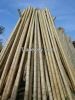 Bamboo Poles/Canes - G...