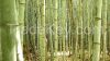 Bamboo Poles/Canes - G...